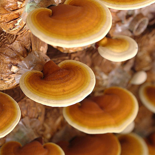 Broed voor Reishi