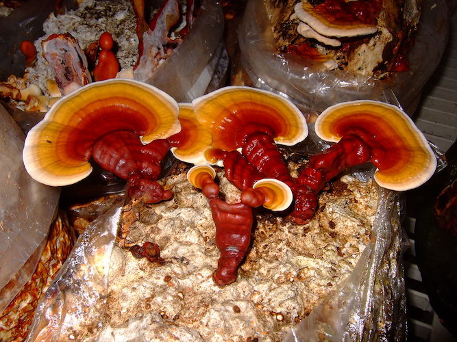 Broed voor Reishi