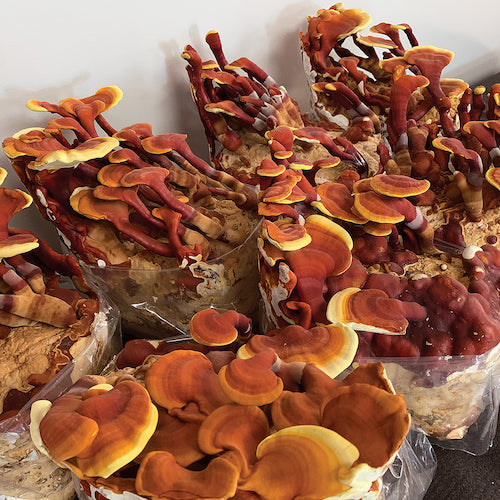 Broed voor Reishi