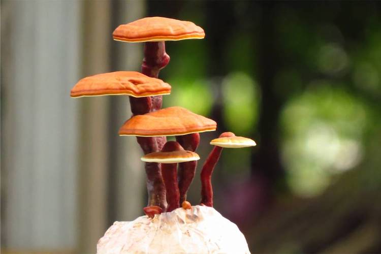 Broed voor Reishi