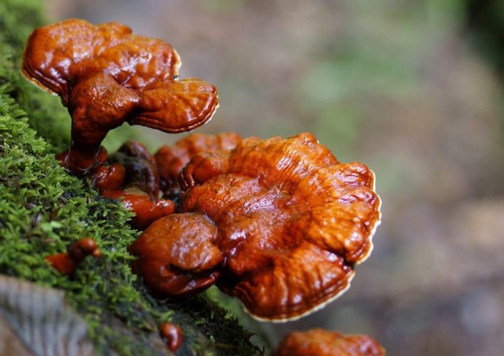 Broed voor Reishi