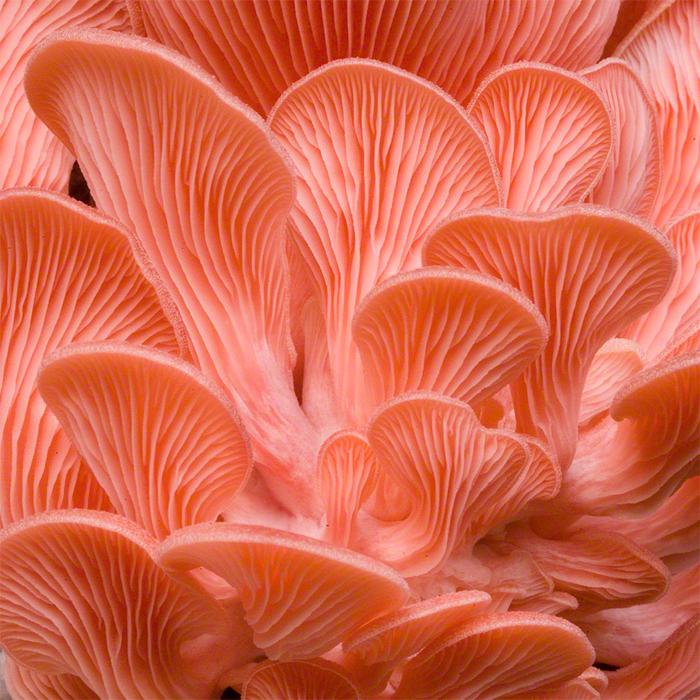 Liquid Culture voor Roze Oesterzwammen
