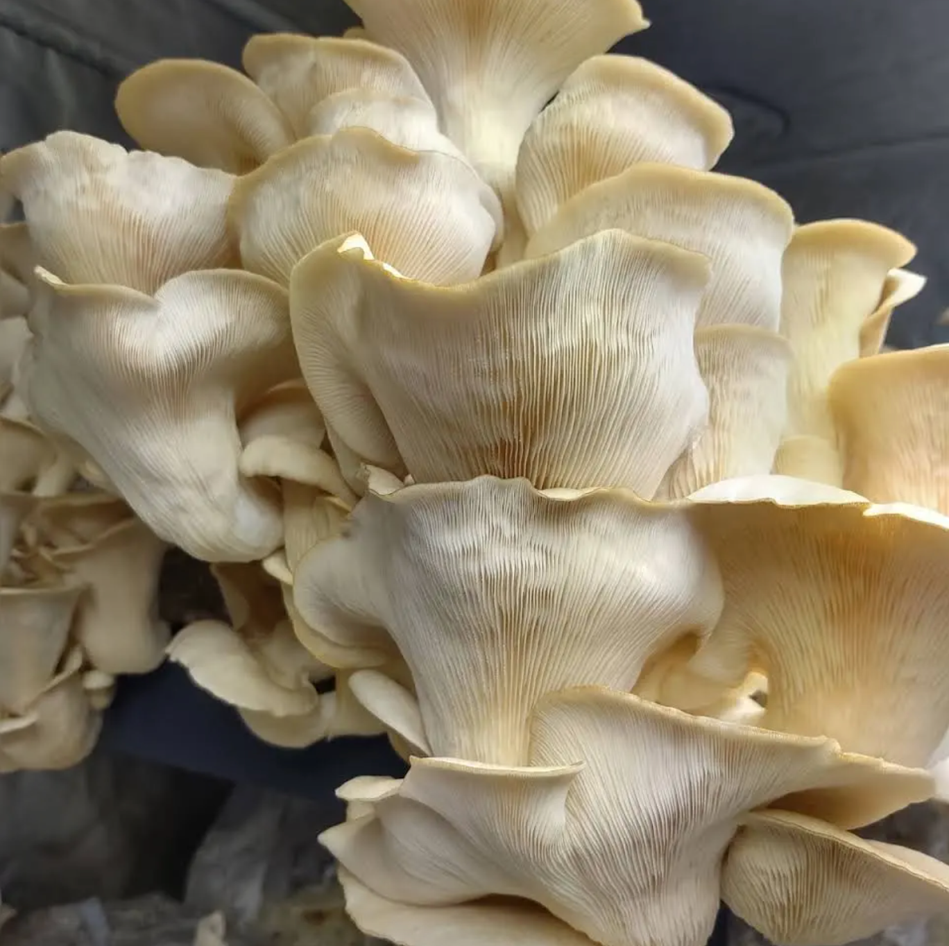 Broed voor Witte Elf Oesterzwam