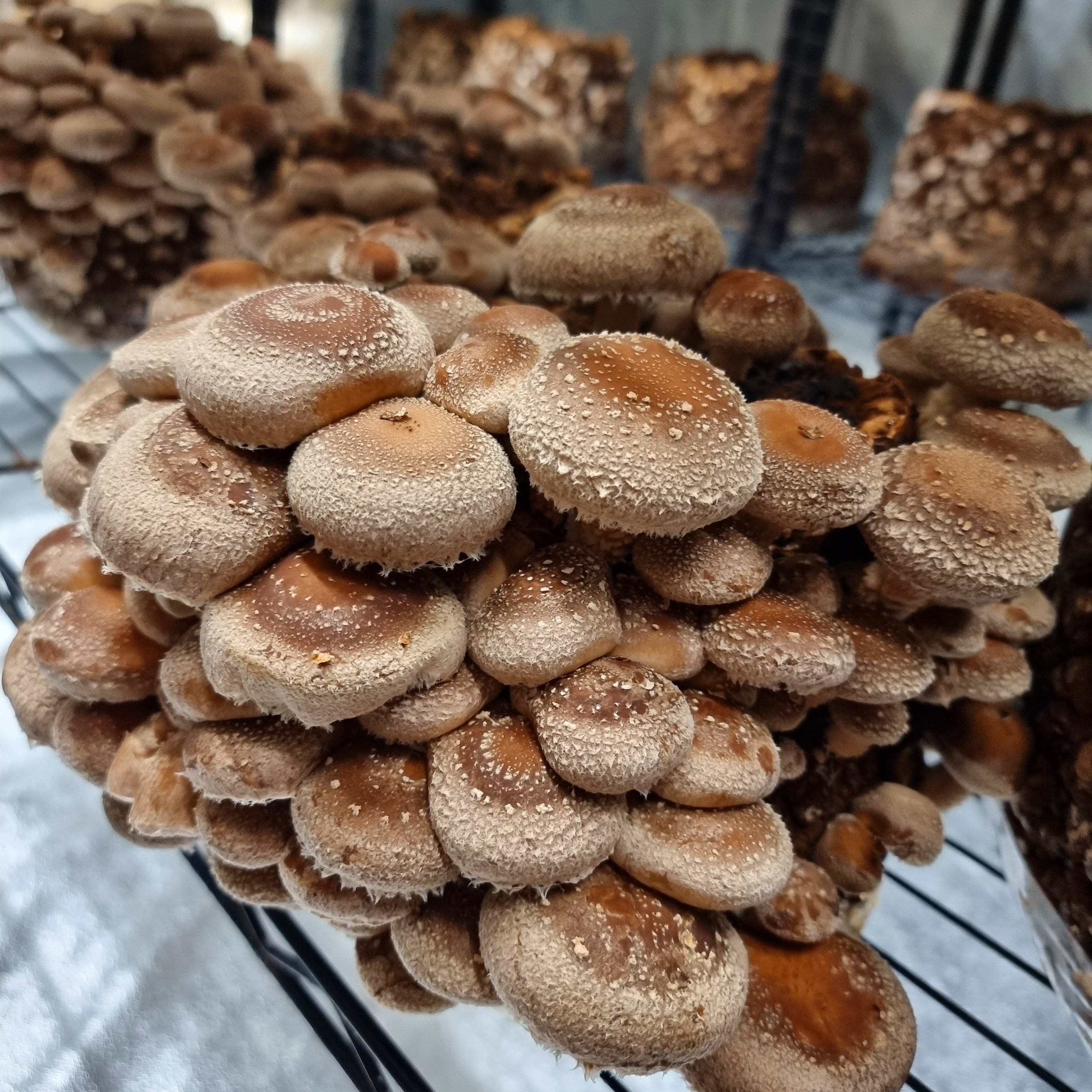 Houtpluggen voor Shiitake