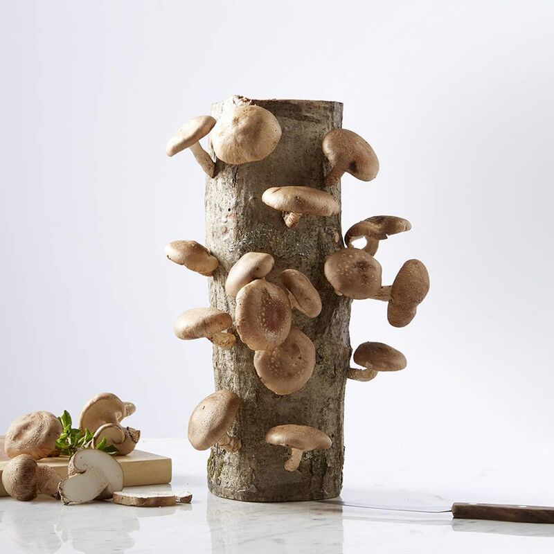 Shiitake Eikenhout Kweekstam 60cm