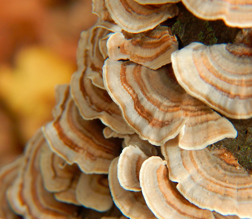 Turkey Tail Poeder (biologisch)