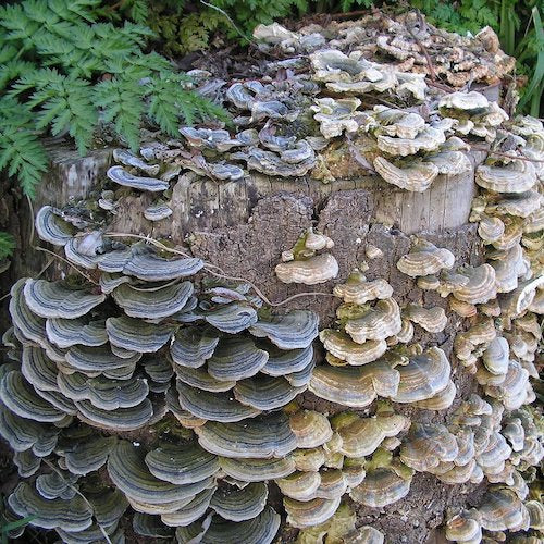 Houtpluggen voor Turkey Tail