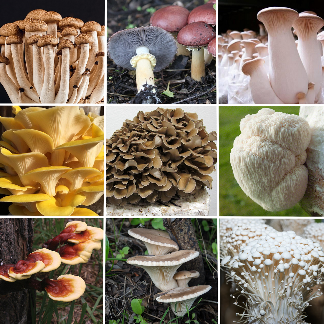 Mega Spore Pack - 500 gram