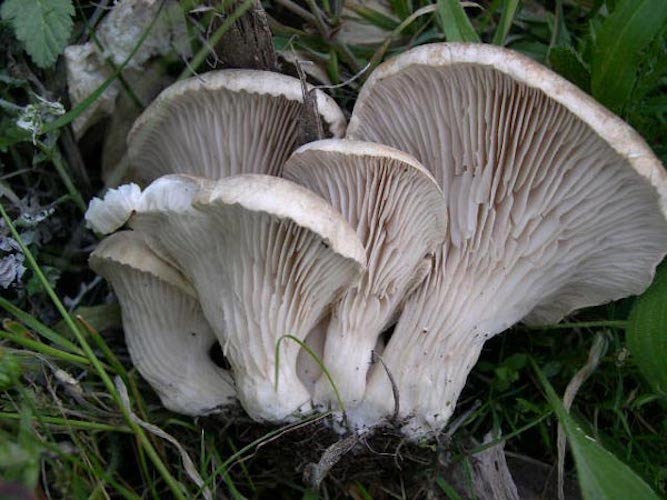 Broed voor Witte Elf Oesterzwam