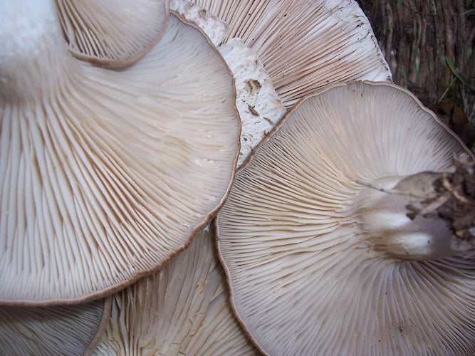 Broed voor Witte Elf Oesterzwam