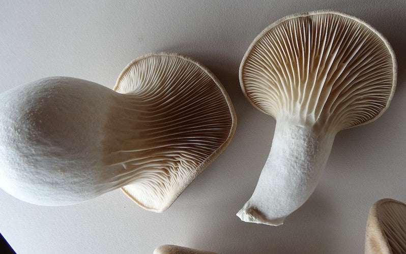 Broed voor Witte Elf Oesterzwam