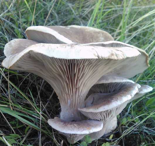 Broed voor Witte Elf Oesterzwam