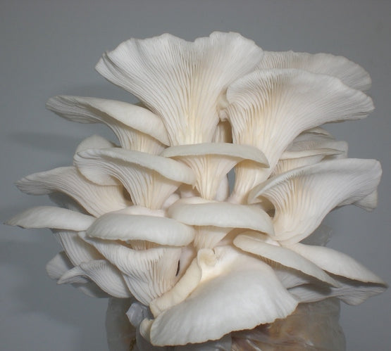 Mycélium pour Pleurotes de la Ferule