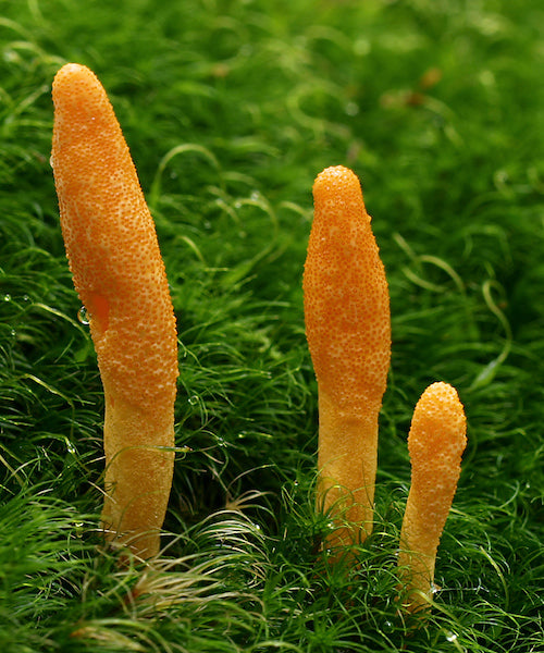 Cordyceps Poeder (biologisch)