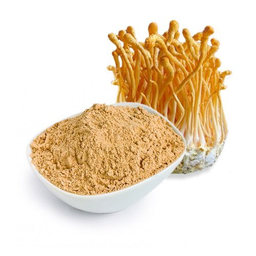 Cordyceps Poeder (biologisch)