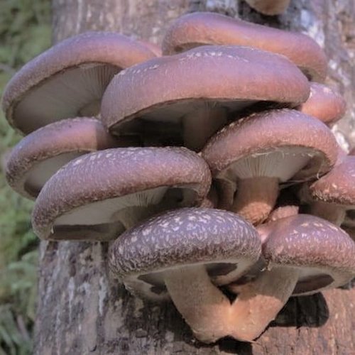 Houtpluggen voor Shiitake