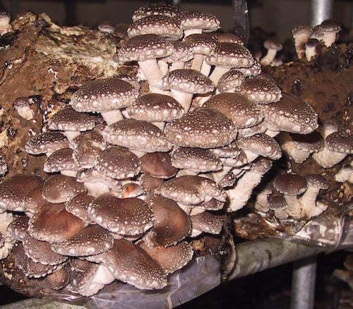 Houtpluggen voor Shiitake