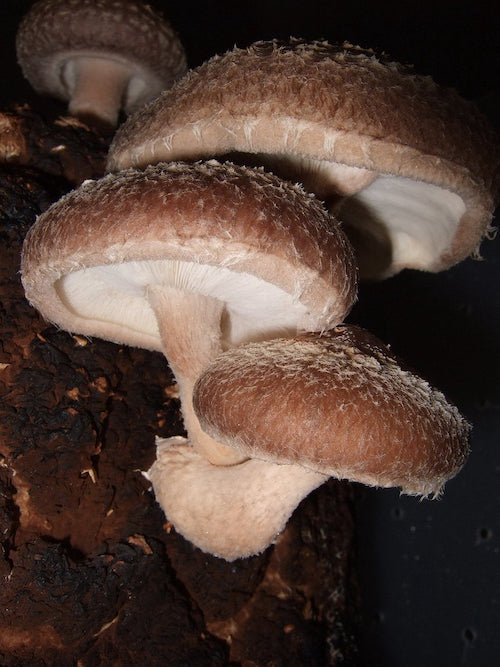 Houtpluggen voor Shiitake