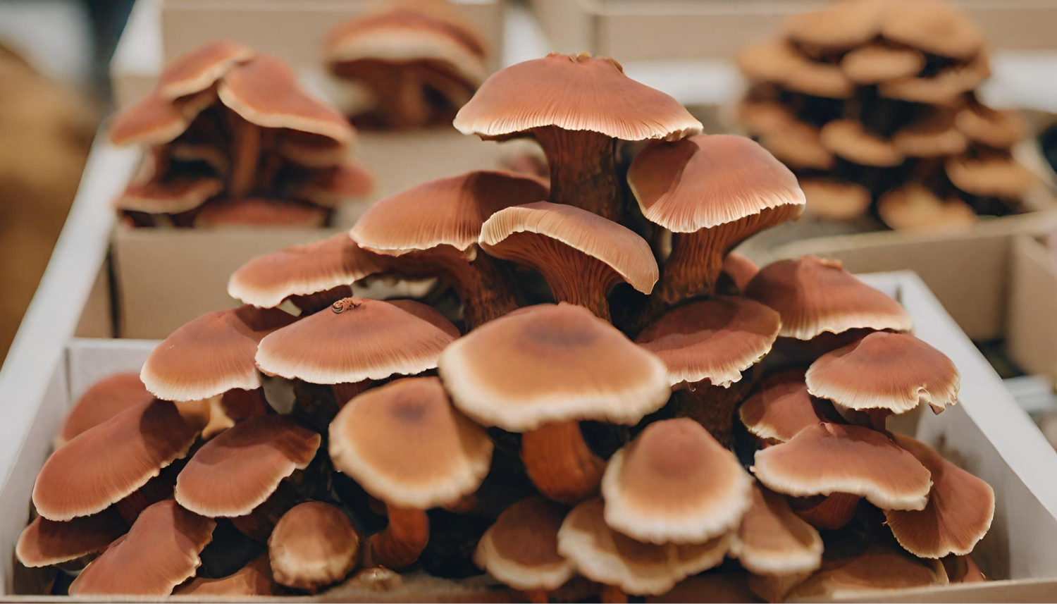 Reishi In Boxes In Store