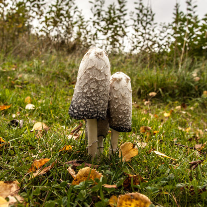 Extrait de champignon de Paris 500mg (bio) - 90 pièces