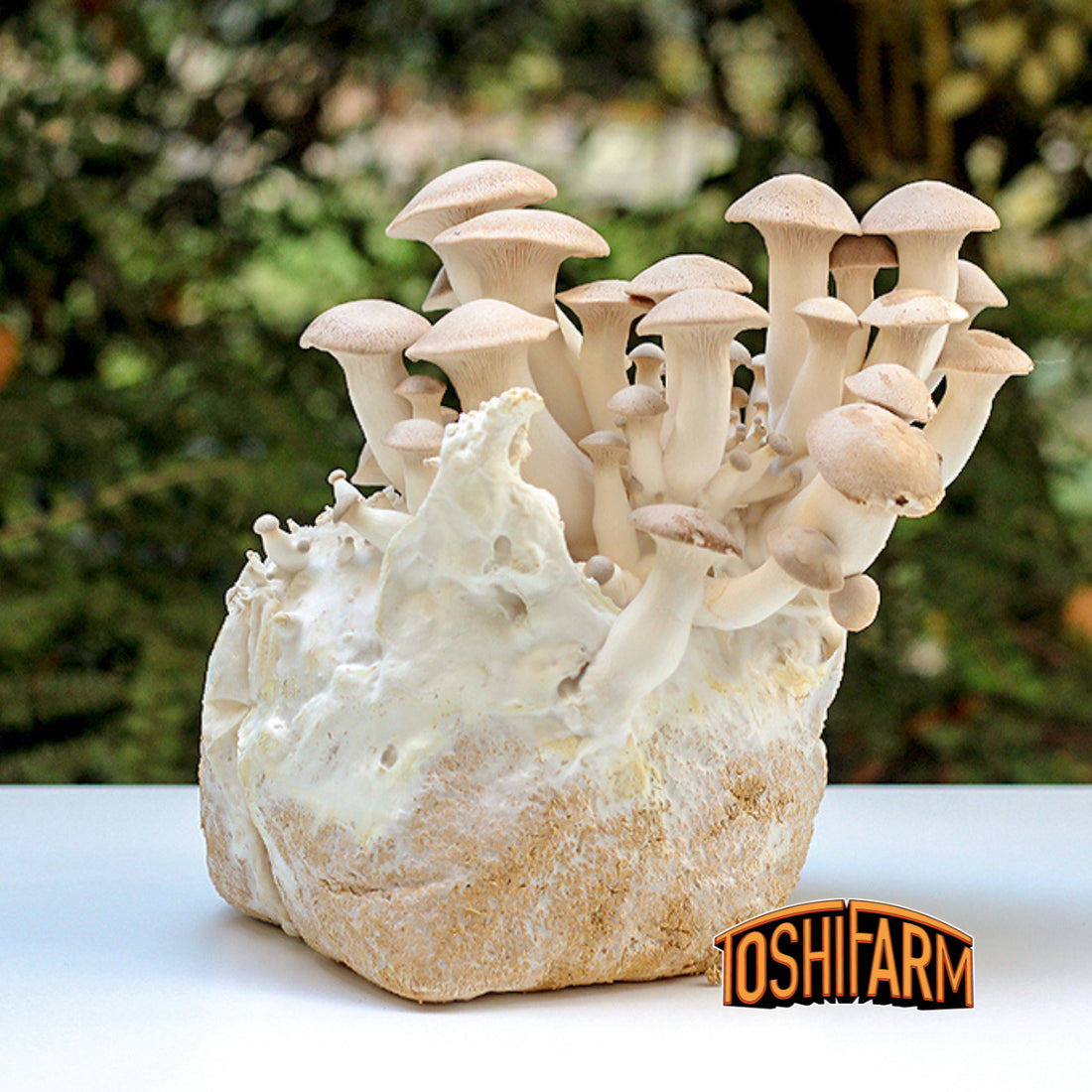 Kit de culture Pleurotes Royales