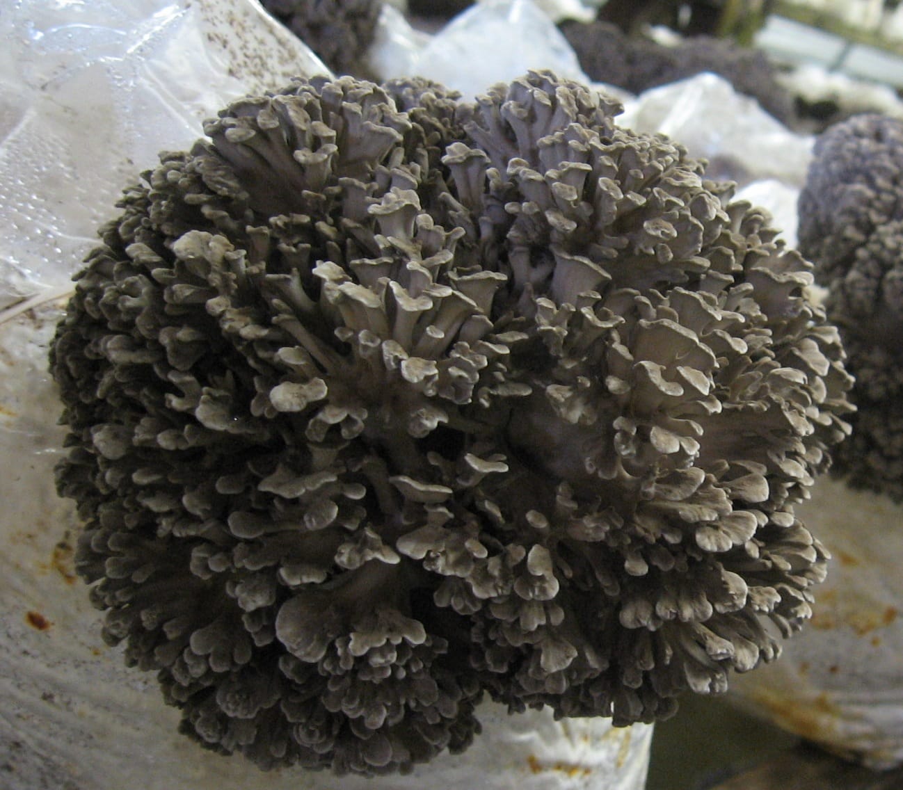 Maitake kweekset