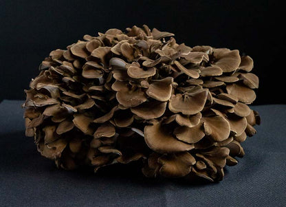 Maitake kweekset