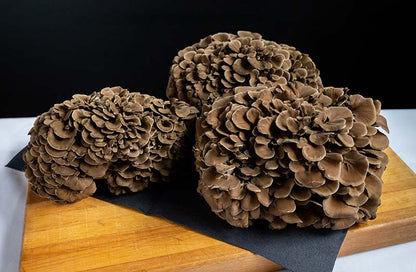 Maitake kweekset