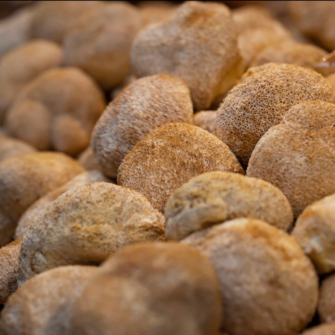 Crinière de Lion (bio) - Séchée - Qualité A