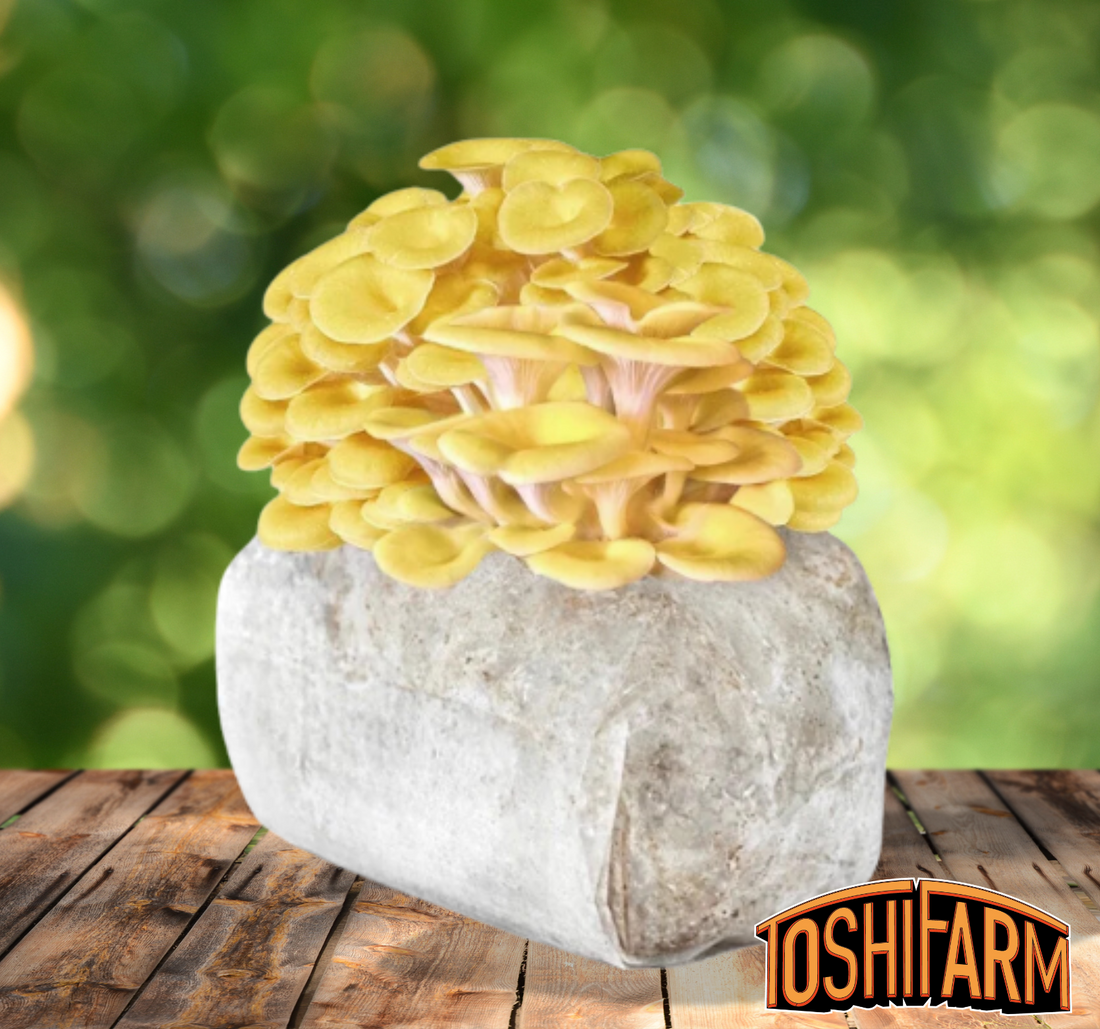 Kit de culture Pleurotes Jaunes