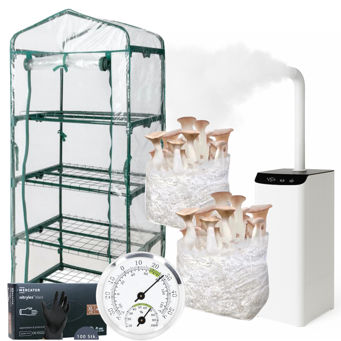 Pleurote royal Ensembles pour débutants