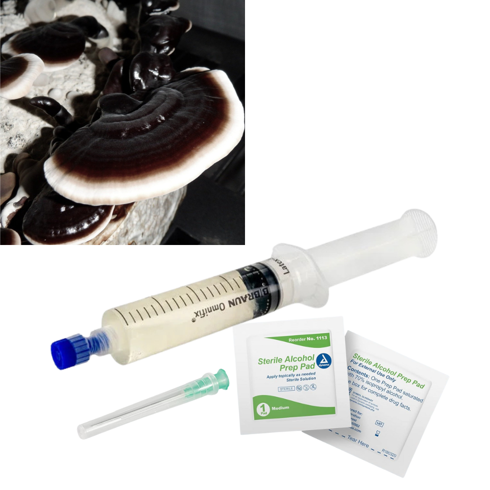 Culture Liquide pour Reishi Noir