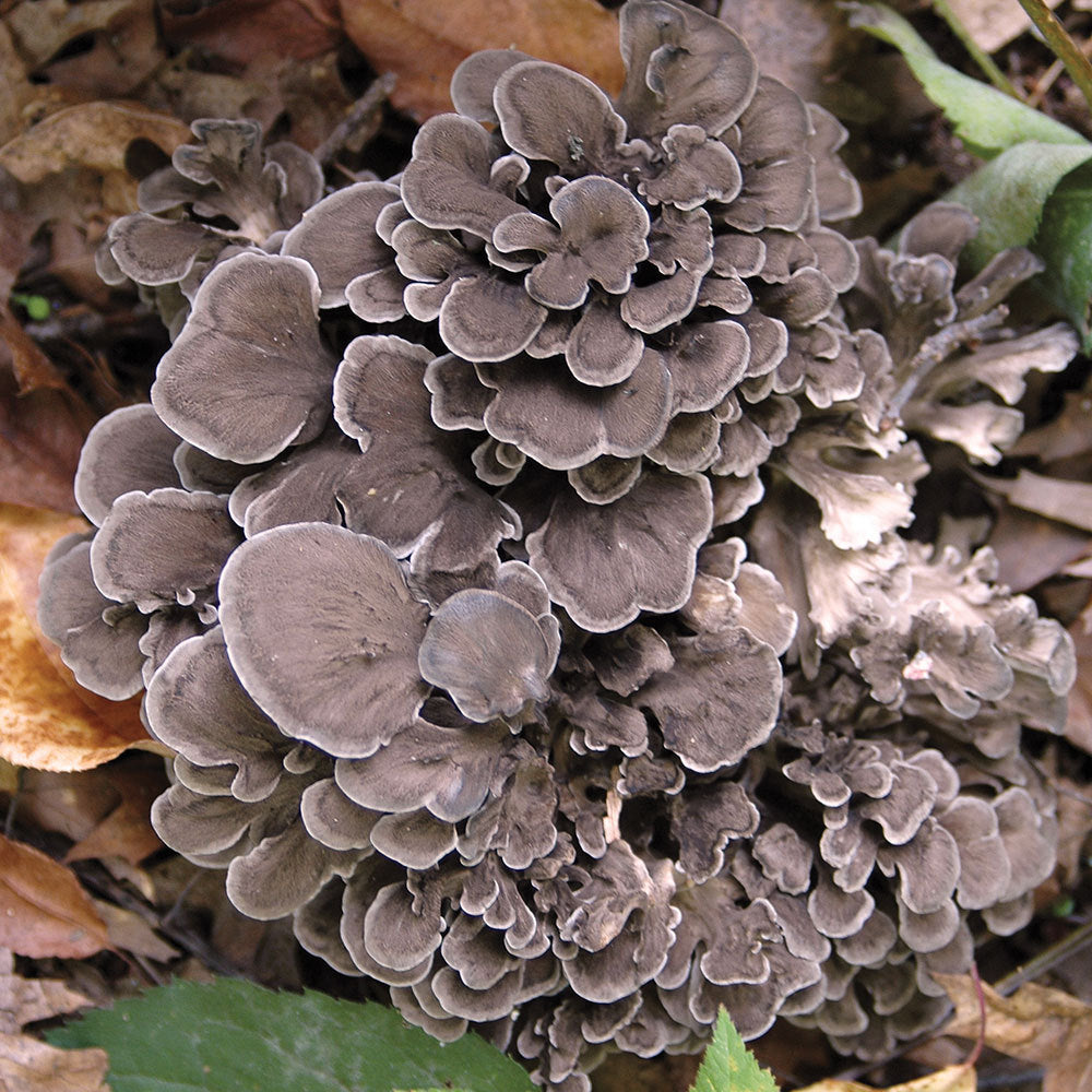 Maitake kweekset