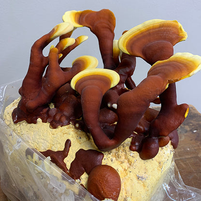 Reishi kweekset