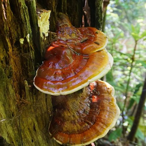 Reishi kweekset