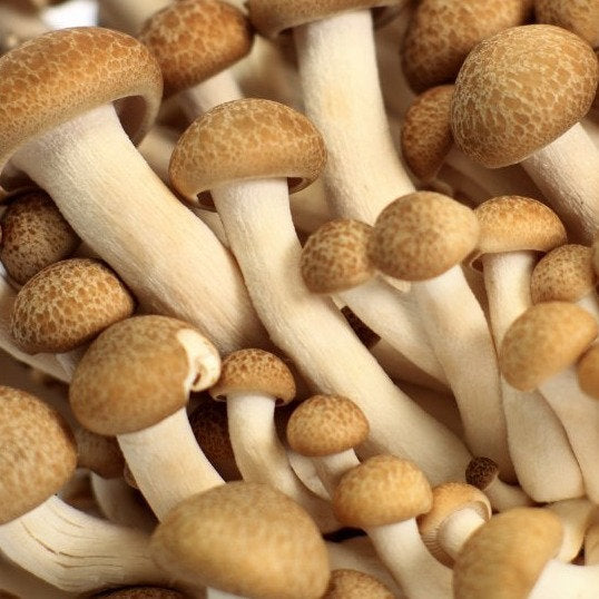 Couvain pour Champignon de hêtre