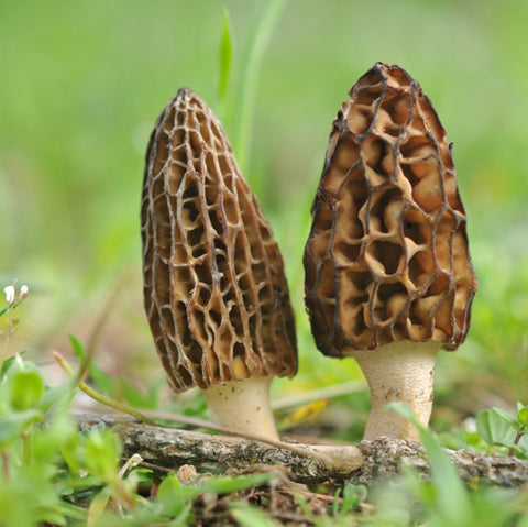 Couvain pour morilles noires