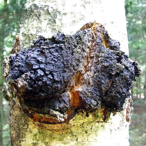 Bouchons en bois pour Chaga