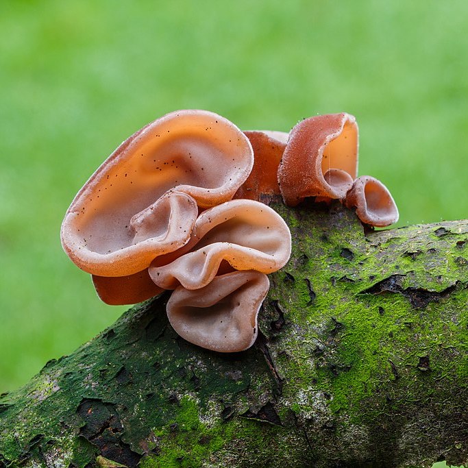 Auricularia Extrait 500mg (bio) - 90 pièces