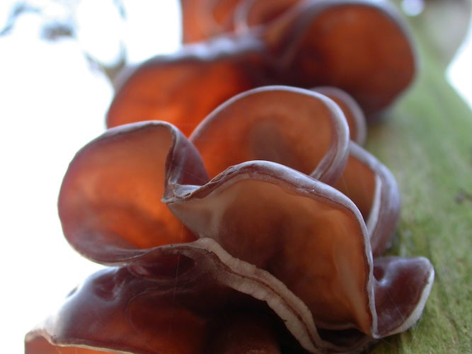 Auricularia Extrait 500mg (bio) - 90 pièces