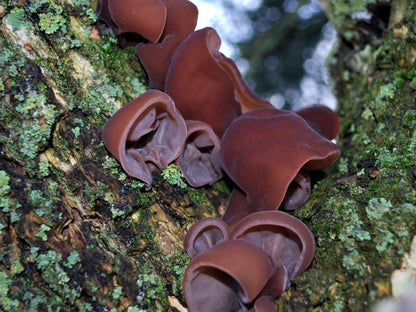 Auricularia Extrait 500mg (bio) - 90 pièces