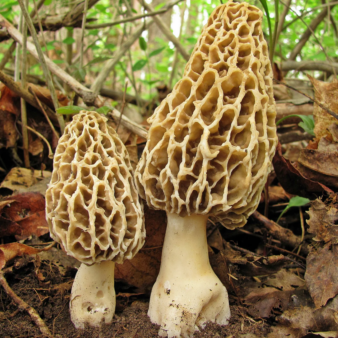 Couvain pour les morilles communes