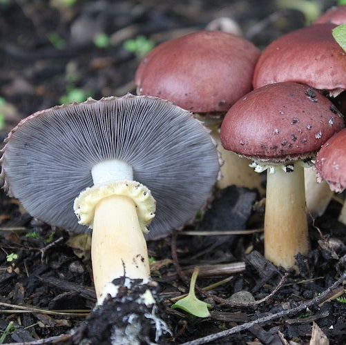 Couvain pour Bouchon de Vin