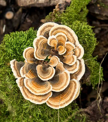 Turkey Tail Poeder (biologisch)