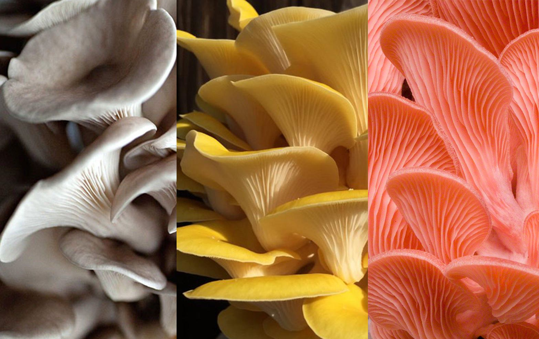 Broed voor Grijze Gele en Roze Oesterzwammen - 150 gram