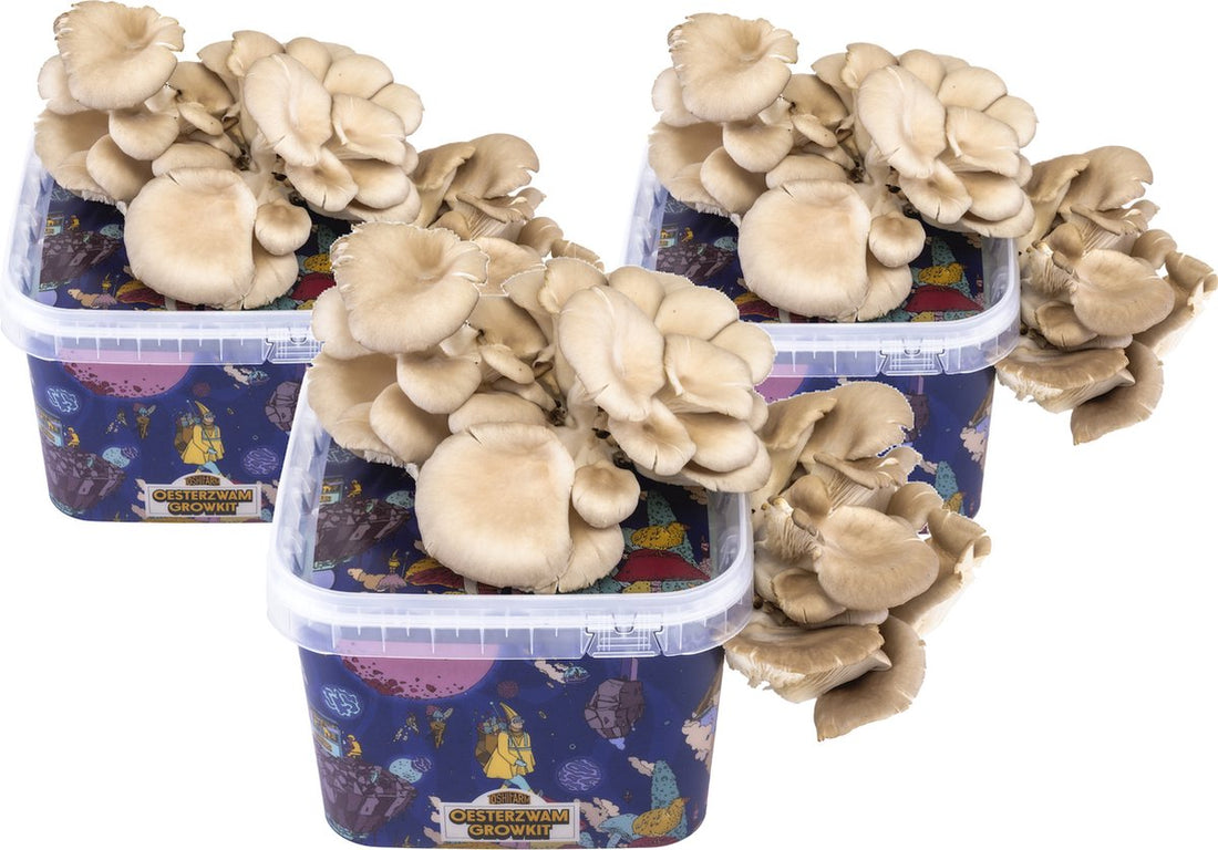 Triple Kweekbundel voor Grijze Oesterzwammen