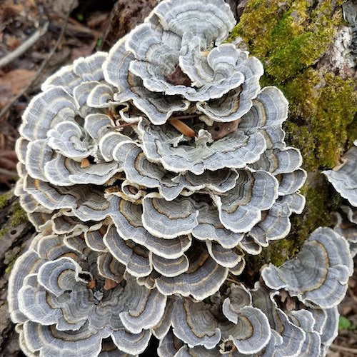 Houtpluggen voor Turkey Tail
