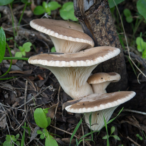 Mycélium pour Pleurotes de la Ferule