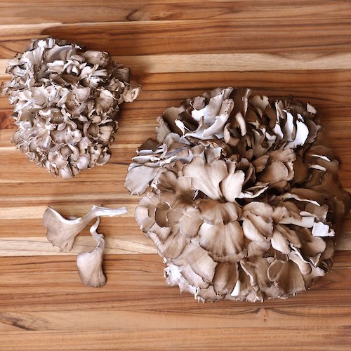 Maitake (Bio) - Séchée - Qualité A